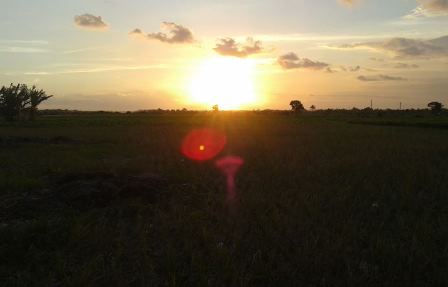sunset di sawah di sekitar kota lombok